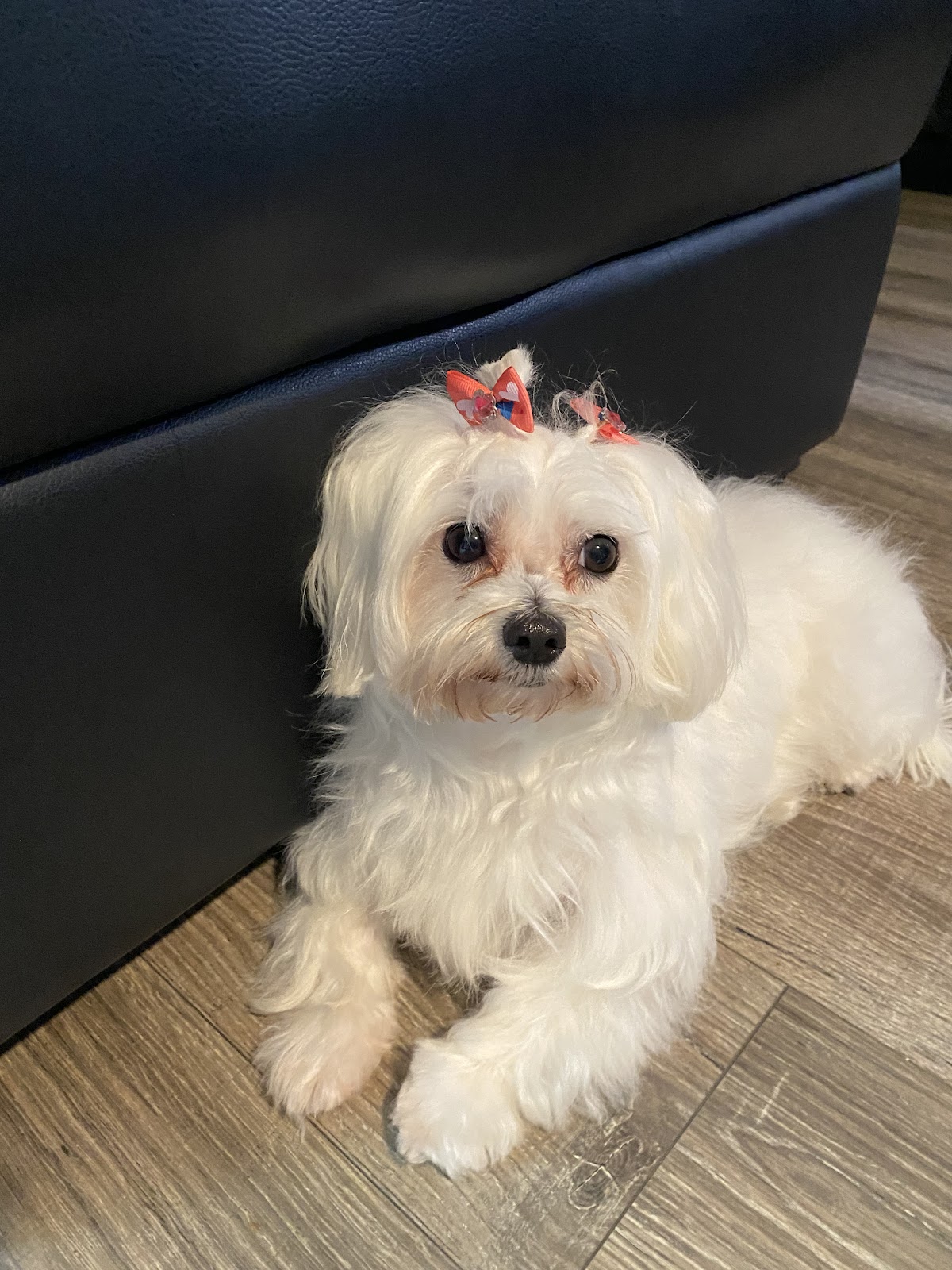Maltese with coral bows after grooming at Flash Pet Salon and Hotel